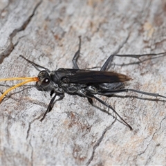 Fabriogenia sp. (genus) at Forde, ACT - 23 Jan 2025 11:38 AM