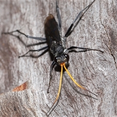 Fabriogenia sp. (genus) at Forde, ACT - 23 Jan 2025 11:38 AM