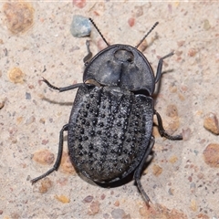 Helea ovata (Pie-dish beetle) at Yarralumla, ACT - 18 Jan 2025 by TimL