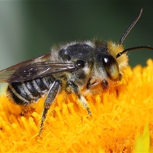 Megachile (Eutricharaea) macularis (Leafcutter bee, Megachilid bee) at Acton, ACT - 11 Feb 2025 by TimL