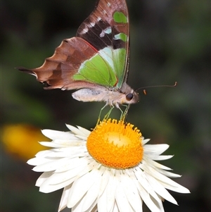 Graphium macleayanum at Acton, ACT - 11 Feb 2025 11:07 AM