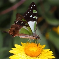 Graphium macleayanum at Acton, ACT - 11 Feb 2025 11:07 AM