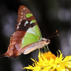 Graphium macleayanum at Acton, ACT - 11 Feb 2025 11:07 AM