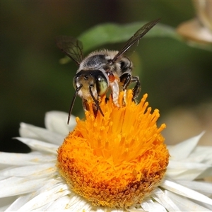 Megachile (Eutricharaea) macularis (Leafcutter bee, Megachilid bee) at Acton, ACT - 11 Feb 2025 by TimL