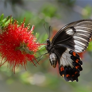 Papilio aegeus at Acton, ACT - 12 Feb 2025 by TimL