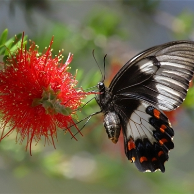 Papilio aegeus (Orchard Swallowtail, Large Citrus Butterfly) at Acton, ACT - 12 Feb 2025 by TimL