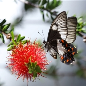 Papilio aegeus at Acton, ACT - 12 Feb 2025 11:15 AM