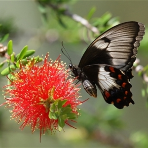 Papilio aegeus at Acton, ACT - 12 Feb 2025 11:15 AM