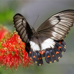 Papilio aegeus at Acton, ACT - 12 Feb 2025 11:15 AM