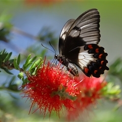 Papilio aegeus at Acton, ACT - 12 Feb 2025 11:15 AM