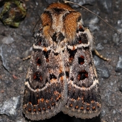 Proteuxoa sanguinipuncta (Blood-spotted Noctuid) at Acton, ACT - Yesterday by TimL