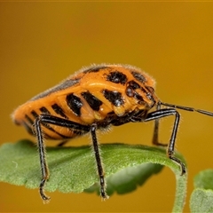 Agonoscelis rutila (Horehound bug) at Jerrabomberra, NSW - Yesterday by MarkT