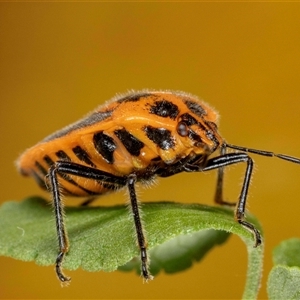 Agonoscelis rutila at Jerrabomberra, NSW - suppressed