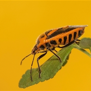 Agonoscelis rutila at Jerrabomberra, NSW - suppressed