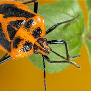 Agonoscelis rutila at Jerrabomberra, NSW - suppressed