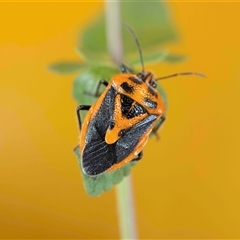 Agonoscelis rutila at Jerrabomberra, NSW - suppressed