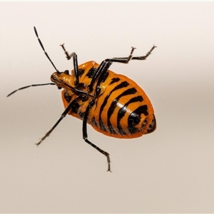 Agonoscelis rutila at Jerrabomberra, NSW - suppressed