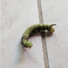 Eupanacra splendens (A Hawk moth (Macroglossinae)) at Annerley, QLD - Today by Jont