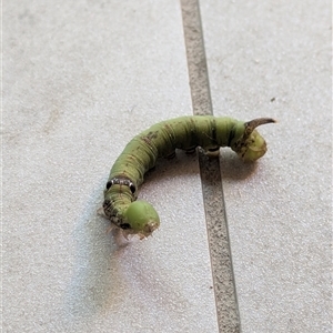 Eupanacra splendens (A Hawk moth (Macroglossinae)) at Annerley, QLD - 14 Feb 2025 by Jont