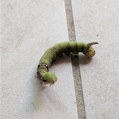 Eupanacra splendens (A Hawk moth (Macroglossinae)) at Annerley, QLD - Today by Jont