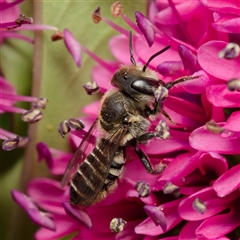 Megachile serricauda at Downer, ACT - 13 Feb 2025 by RobertD