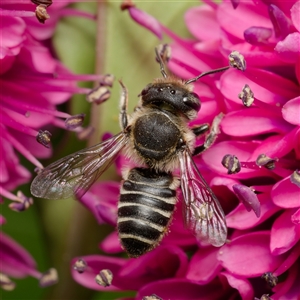 Megachile serricauda at Downer, ACT - 13 Feb 2025 02:03 PM