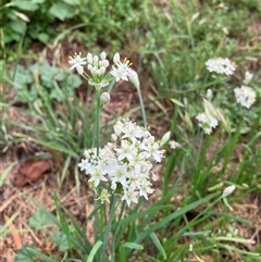 Allium tuberosum (Garlic Chives) at Theodore, ACT - 14 Feb 2025 by IHendy01