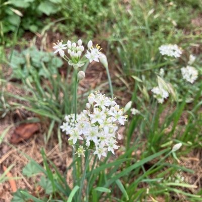 Allium tuberosum (Garlic Chives) at Theodore, ACT - 14 Feb 2025 by IHendy01