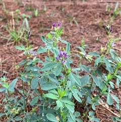 Medicago sativa (Lucerne, Alfalfa) at Theodore, ACT - Today by IHendy01