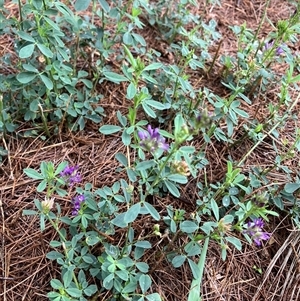 Medicago sativa at Theodore, ACT - 14 Feb 2025 11:49 AM