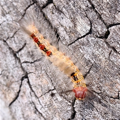 Orgyia anartoides (Painted Apple Moth) at Yass River, NSW - 7 Feb 2025 by ConBoekel