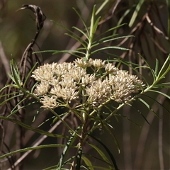 Cassinia longifolia (Shiny Cassinia, Cauliflower Bush) at Yass River, NSW - 7 Feb 2025 by ConBoekel