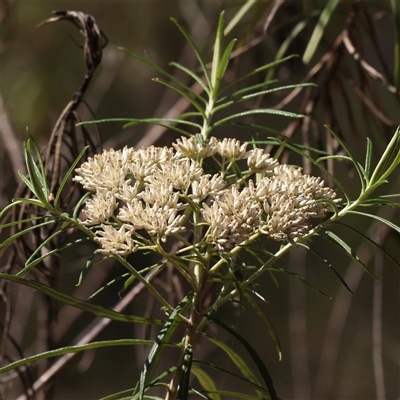 Cassinia longifolia (Shiny Cassinia, Cauliflower Bush) at Yass River, NSW - 7 Feb 2025 by ConBoekel