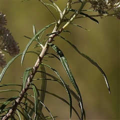 Cassinia longifolia at Yass River, NSW - 7 Feb 2025 11:05 AM