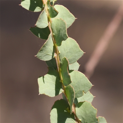 Acacia pravissima (Wedge-leaved Wattle, Ovens Wattle) at Yass River, NSW - 7 Feb 2025 by ConBoekel