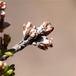 Calytrix tetragona at Yass River, NSW - 7 Feb 2025 by ConBoekel