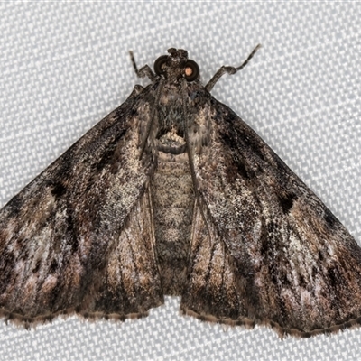 Unidentified Pyralid or Snout Moth (Pyralidae & Crambidae) at Melba, ACT - 4 Feb 2025 by kasiaaus