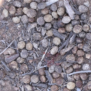 Oryctolagus cuniculus (European Rabbit) at Yass River, NSW - 7 Feb 2025 by ConBoekel