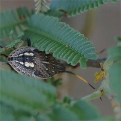 Theseus modestus (Gum tree shield bug) at Yass River, NSW - 7 Feb 2025 by ConBoekel