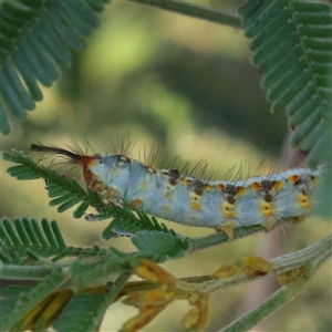 Lymantriinae (subfamily) at Yass River, NSW - 7 Feb 2025 by ConBoekel