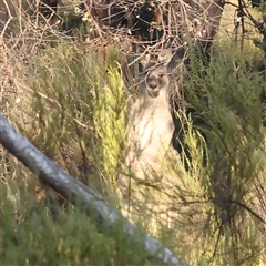 Macropus giganteus (Eastern Grey Kangaroo) at Yass River, NSW - 7 Feb 2025 by ConBoekel