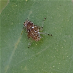 Unidentified Leafhopper or planthopper (Hemiptera, several families) at Yass River, NSW - 7 Feb 2025 by ConBoekel