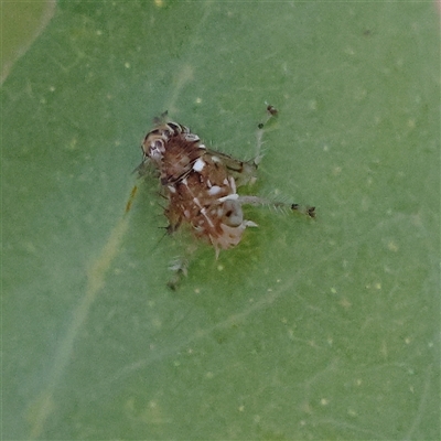 Unidentified Leafhopper or planthopper (Hemiptera, several families) at Yass River, NSW - 7 Feb 2025 by ConBoekel