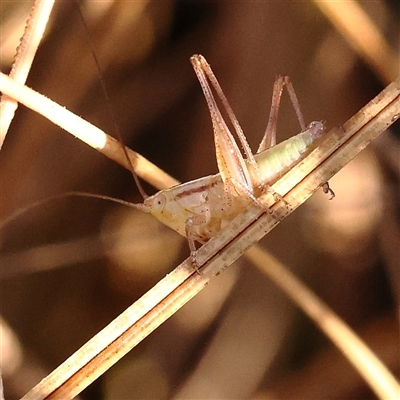 Conocephalus sp. (genus) (A Tussock Katydid) at Yass River, NSW - 7 Feb 2025 by ConBoekel