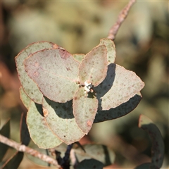 Eucalyptus bridgesiana (Apple Box) at Yass River, NSW - 7 Feb 2025 by ConBoekel