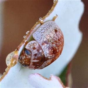 Paropsisterna m-fuscum (Eucalyptus Leaf Beetle) at Yass River, NSW - 7 Feb 2025 by ConBoekel