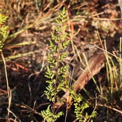 Cheilanthes sieberi subsp. sieberi (Mulga Rock Fern) at Yass River, NSW - 7 Feb 2025 by ConBoekel