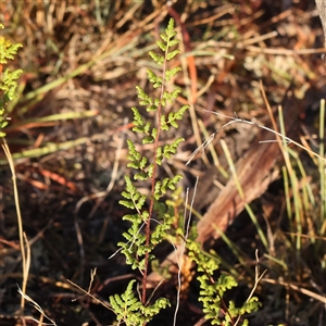 Cheilanthes sieberi subsp. sieberi at Yass River, NSW - 7 Feb 2025 07:59 AM