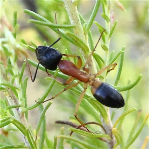 Camponotus consobrinus at Yass River, NSW - 7 Feb 2025 08:04 AM