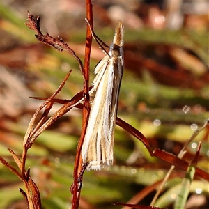 Hednota grammellus (Hednota grammellus) at Yass River, NSW - 7 Feb 2025 by ConBoekel